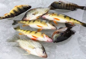 mixed-panfish-on-ice-448x308