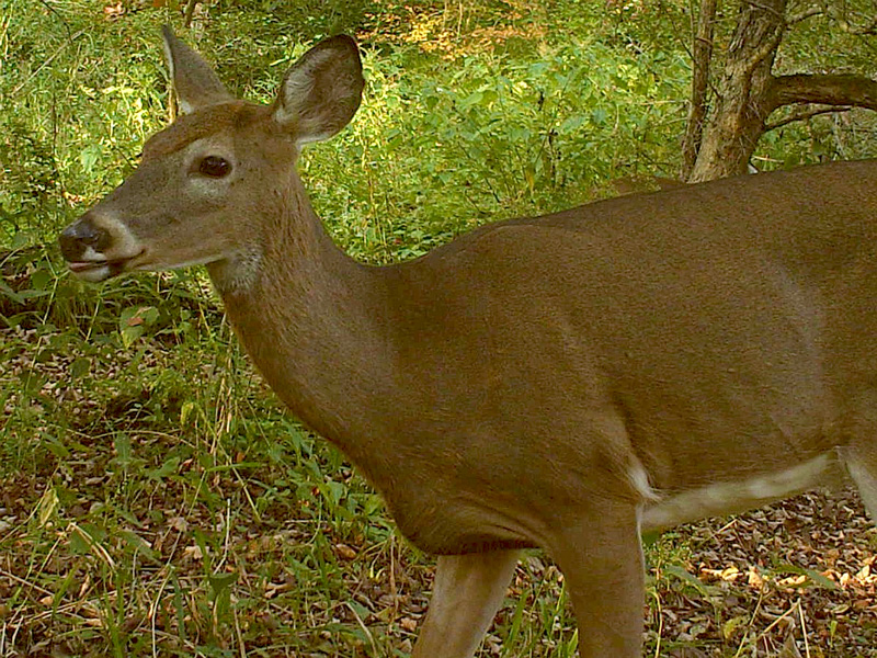 deer-smell-a-dirty-hat