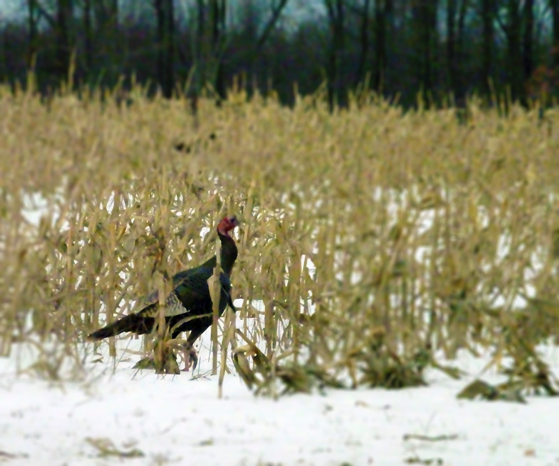 gobbler in a corn field