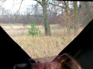 ground blind view