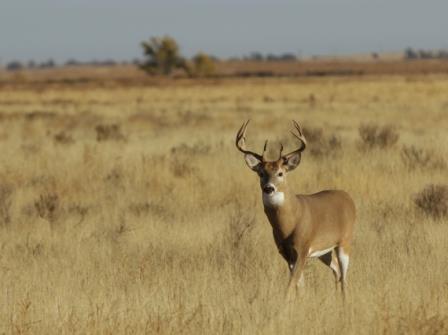 "No self-respecting buck will be out in that open field at this time of day!" Oops! Never assume you know it all. A single deer in an open field