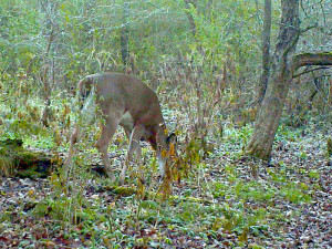 big doe at quartering-away angle