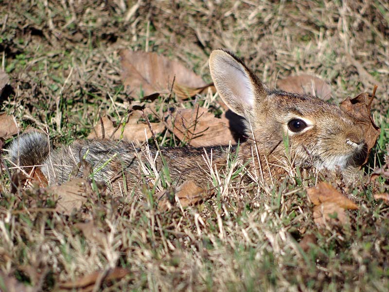 look for rabbits eyes when stalking