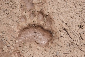 5-inch front pad tracks.