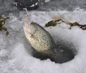 ice-fishing-croppie-havalon