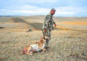 a good buck that came to a decoy