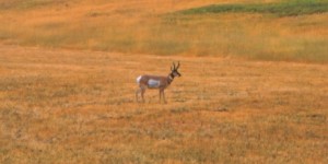 a lone satellite buck is ripe for a doe decoy