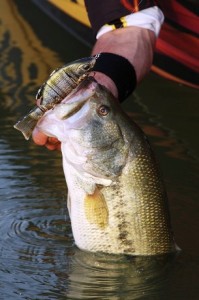 Largemouth Bass