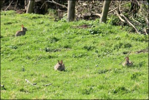 Hunting Rabbit