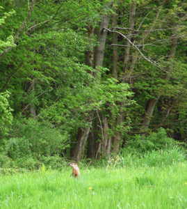 heavy-foliage-means-turkeys-cant-see-as-far