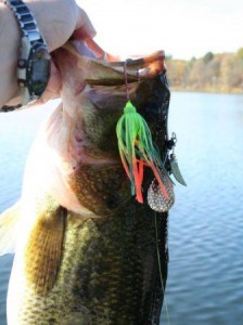 Bass with spinnerbait