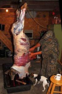 Skinning a deer before gutting