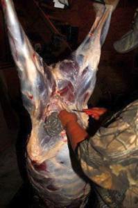 Gutting the quartered deer