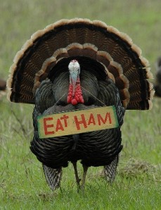 Hunting-pressured-turkeys-Eat_Ham