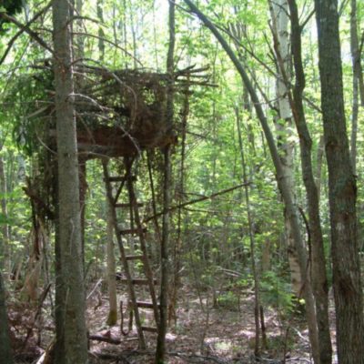 naturaltreestand_3