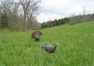 how to call a turkey, decoy set up