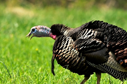 Aggressive Turkey Talk – When to Come On Strong By John Trout, Jr. Image 2