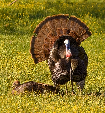 How-to-hunt-turkey-tom-and-hen