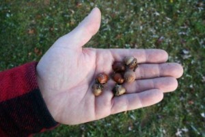 bear-hunting-fall-foods-acorns