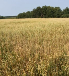 bear-hunting-fall-foods-grains