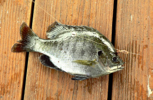 picture of bluegill fish caught during a day of fishing