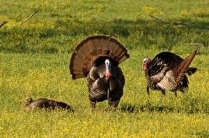 How To Field Dress Your Turkey - by John Jameson