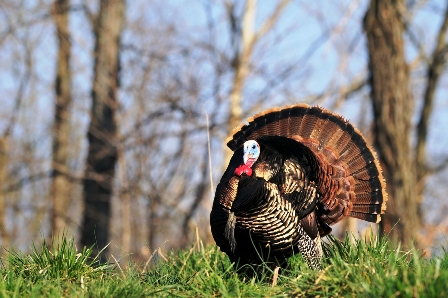 Image result for spring turkey hunting