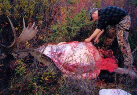 Field dress an elk