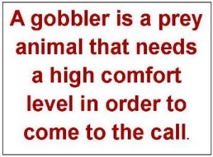 turkey-calling-gobblers-prey-animals