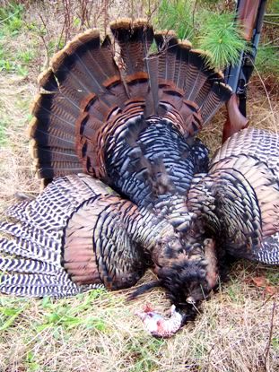 hunting tips dead turkey