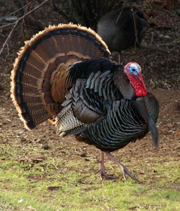 How to Turkey Hunt - Strutting Gobbler