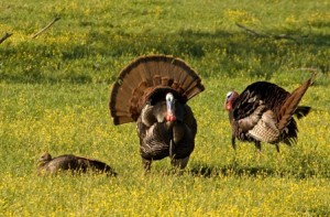 turkey-calling-turkeys-in-a-field