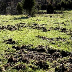 wild pigs damage fields habitat