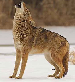 Image Of Coyote